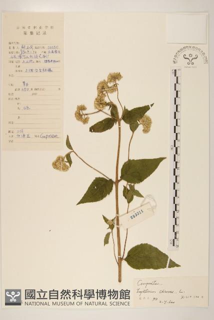 華澤蘭藏品圖，第1張