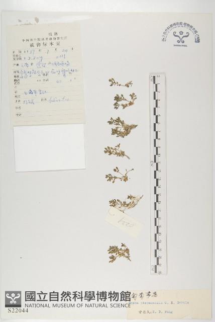 匍匐葶藶藏品圖，第1張