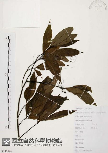 山胡椒藏品圖，第1張