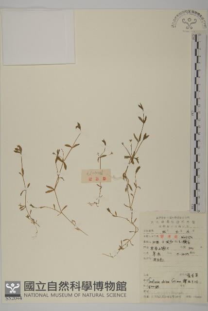 雀舌草藏品圖，第1張