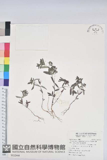 假紫斑大戟藏品圖，第1張