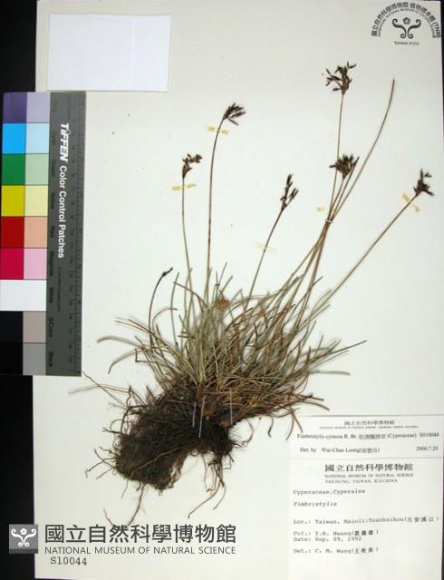 乾溝飄拂草藏品圖，第1張