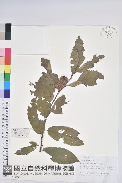 茅栗藏品圖，第1張