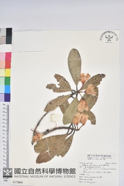 臺灣杜鵑藏品圖，第1張