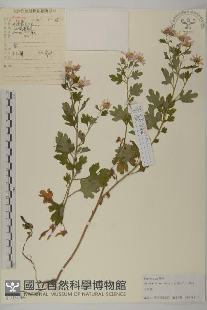 小紅菊藏品圖，第1張