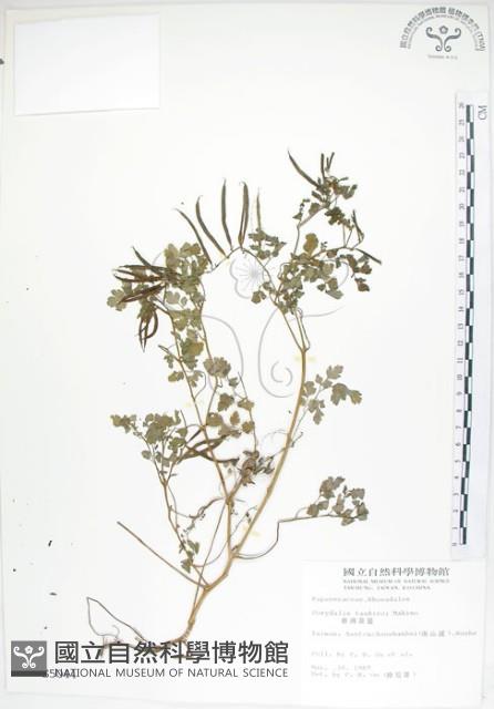 臺灣黃菫藏品圖，第1張