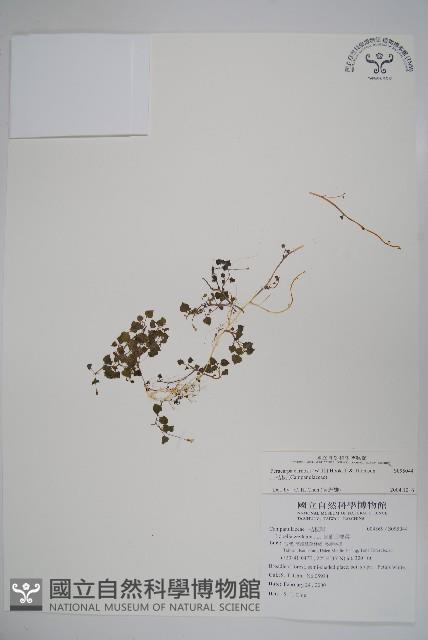 山桔梗藏品圖，第1張