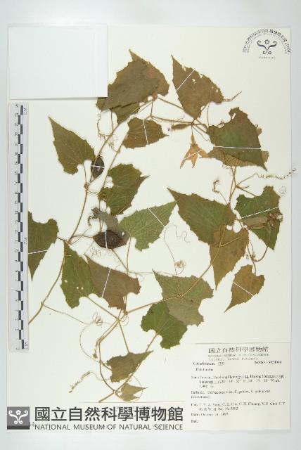 青牛膽藏品圖，第1張