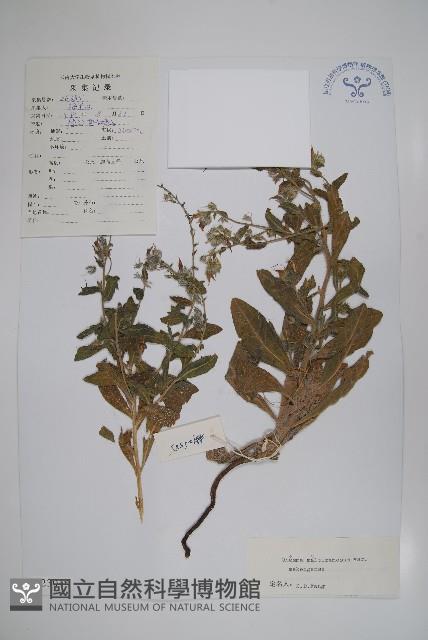 瀾滄滇紫草藏品圖，第1張