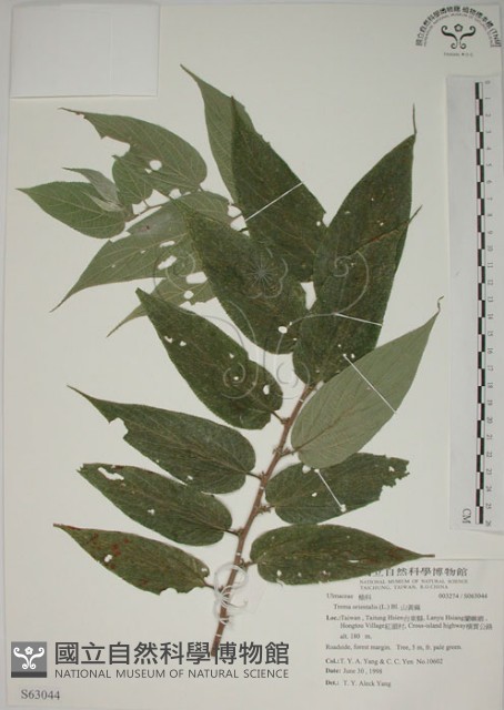 山黃麻藏品圖，第1張
