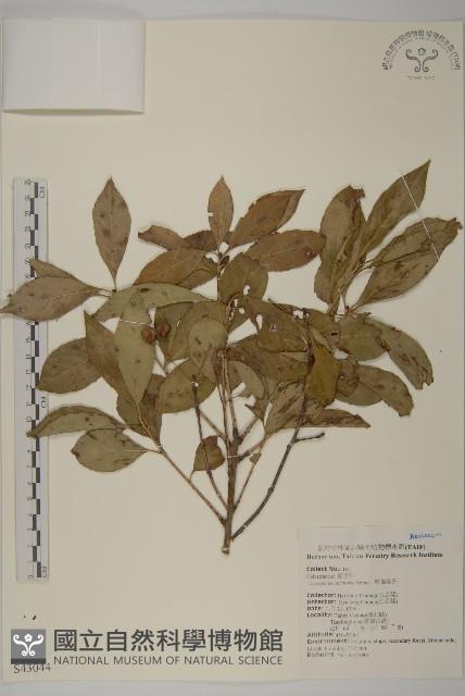 厚葉衛矛, 源一木藏品圖，第1張