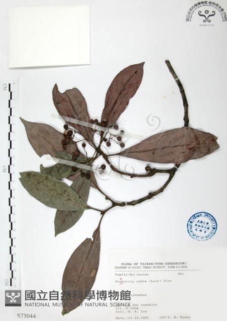 九節木、牛屎烏、青龍吐霧藏品圖，第1張