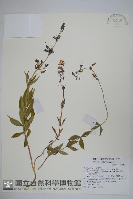 輪葉沙參藏品圖，第1張