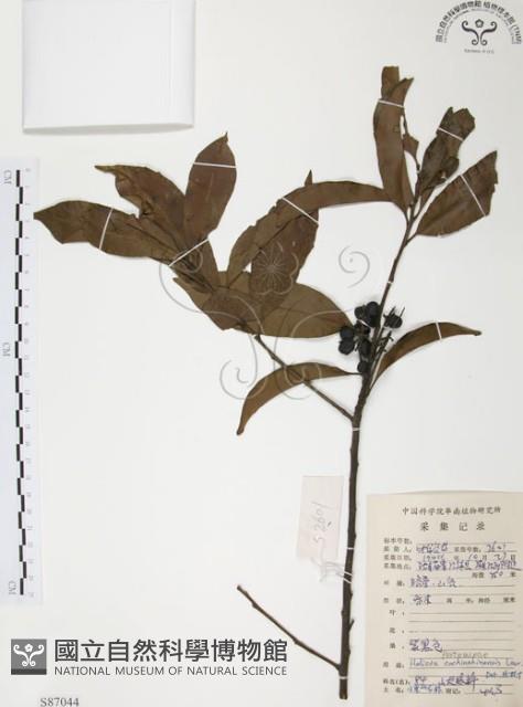 Red-leaved Helicia Collection Image