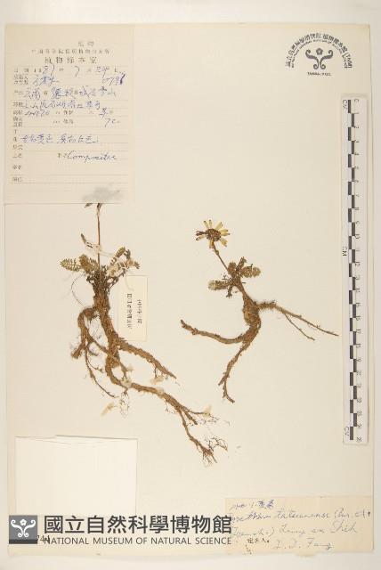 川西小黃菊藏品圖，第1張