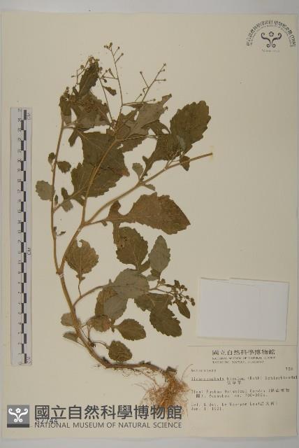 茯苓菜藏品圖，第1張