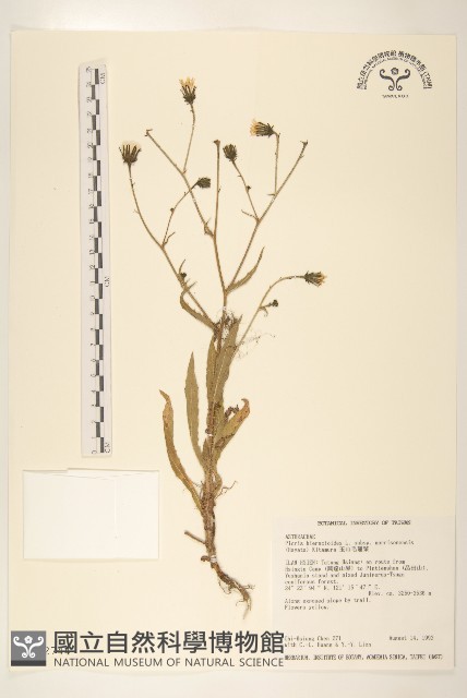 玉山毛蓮菜藏品圖，第1張