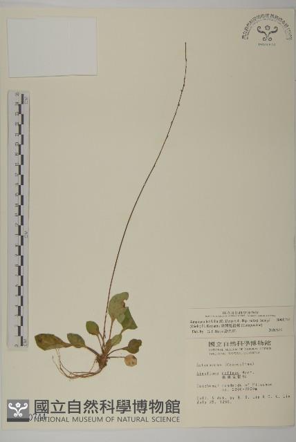 臺灣鬼督郵藏品圖，第1張