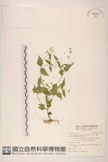 粗毛小米菊藏品圖，第1張