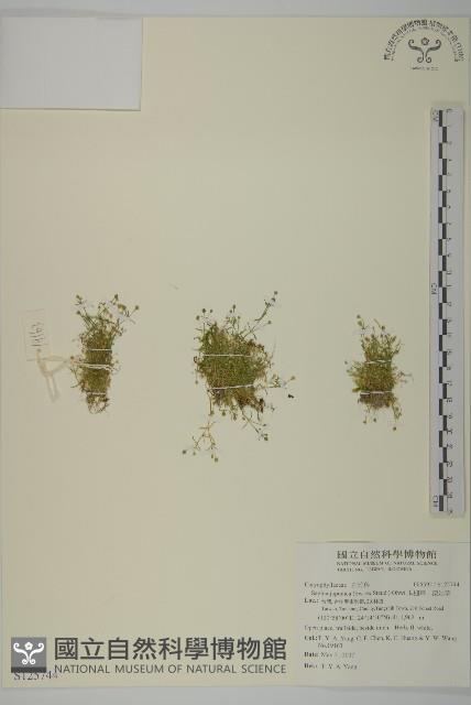 瓜槌草、漆姑草藏品圖，第1張