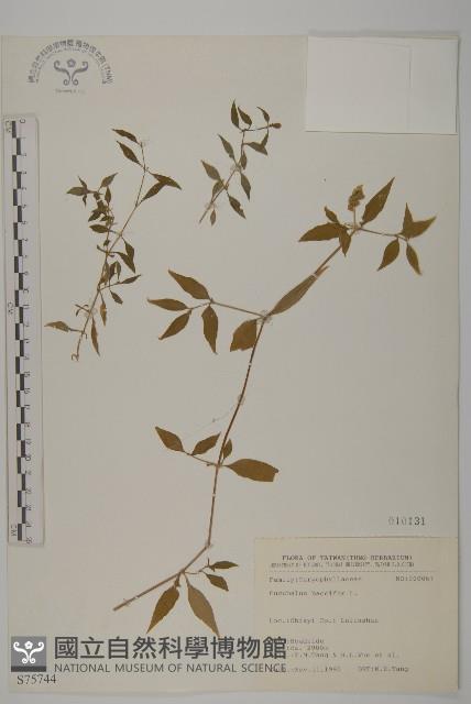 狗筋蔓藏品圖，第1張