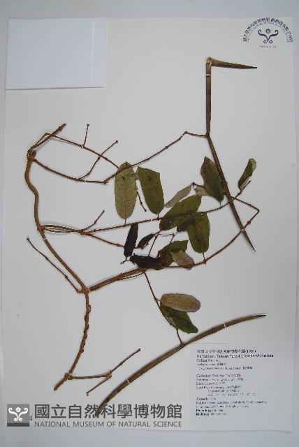 隱鱗藤藏品圖，第1張