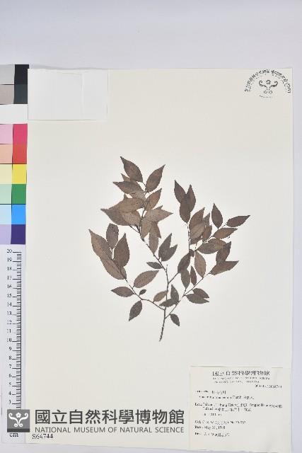 米飯花藏品圖，第1張