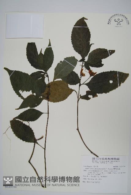 腺萼馬藍藏品圖，第1張