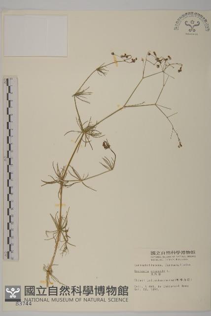 大爪草藏品圖，第1張