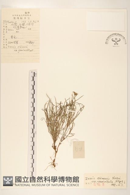 絲葉苦菜藏品圖，第1張