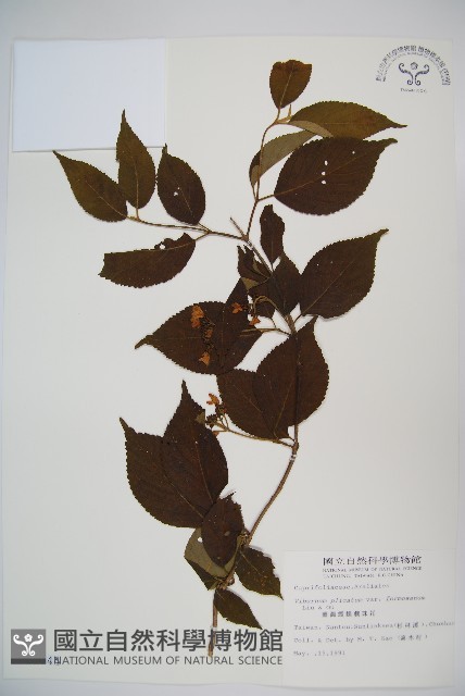 臺灣蝴蝶戲珠花、臺灣蝴蝶花藏品圖，第1張