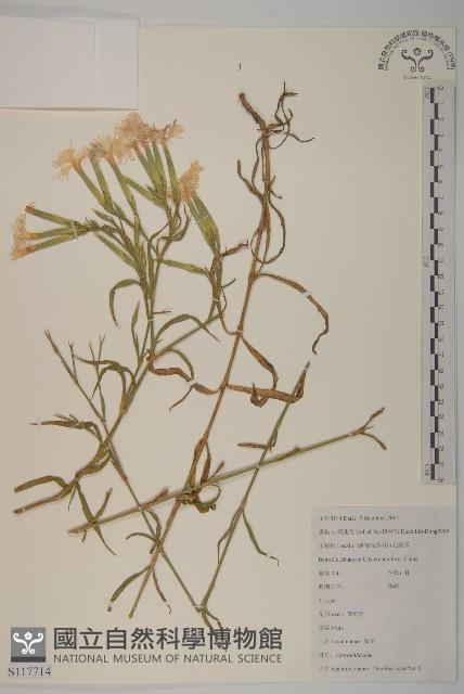 苦茶、油茶藏品圖，第1張