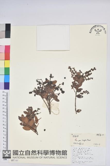 老鴉炮藏品圖，第1張