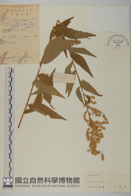 珍珠蒿、奇蒿藏品圖，第1張