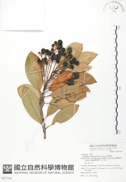 豬腳楠藏品圖，第1張