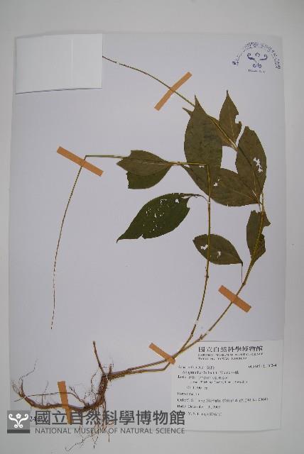 牛膝藏品圖，第1張