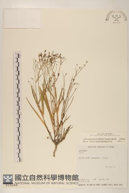 澤苦菜藏品圖，第1張