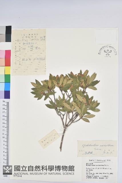 照白杜鵑藏品圖，第1張