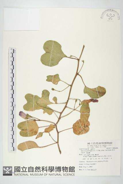 馬鞍藤藏品圖，第1張