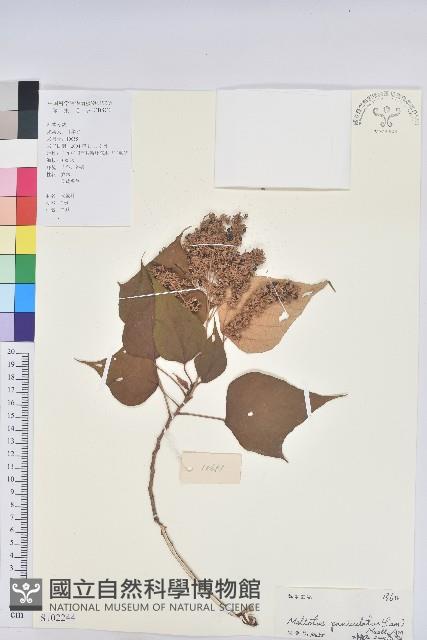 白匏子藏品圖，第1張