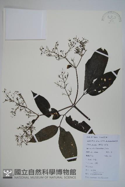 冇骨消藏品圖，第1張