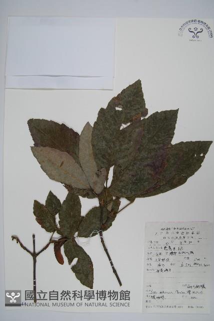 三葉毛柄槭藏品圖，第1張