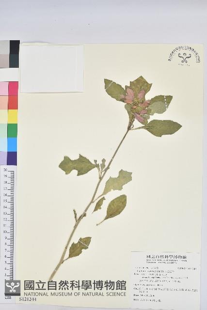 猩猩草藏品圖，第1張