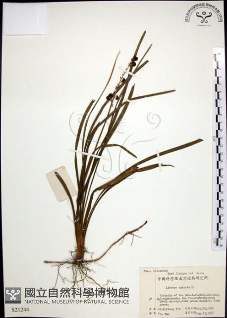 麥門冬藏品圖，第1張