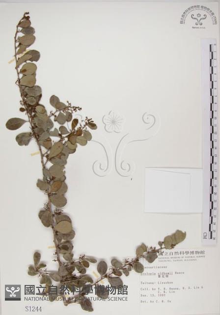 北仲, 刺裸實藏品圖，第1張