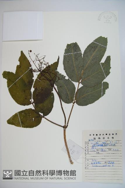 登錄號:S111244藏品圖，第1張