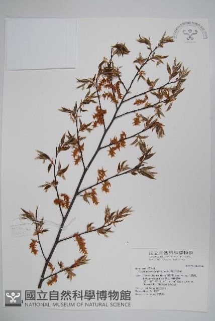 阿里山千金榆藏品圖，第1張