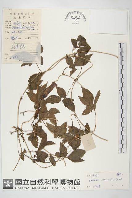 番仔藤藏品圖，第1張