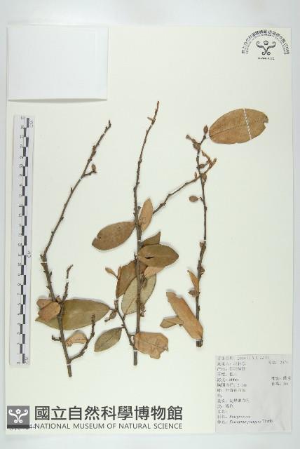 胡頹子藏品圖，第1張