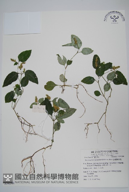 卵葉鱗球花藏品圖，第1張